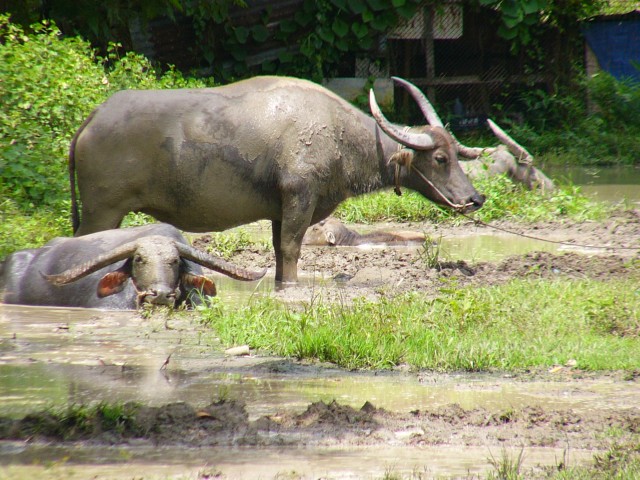 Phuket Water Buffalos Wallowing